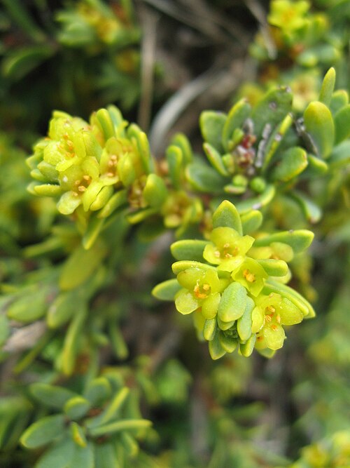Thymelaea tinctoria: Thymelaea tinctoria ssp. nivalis