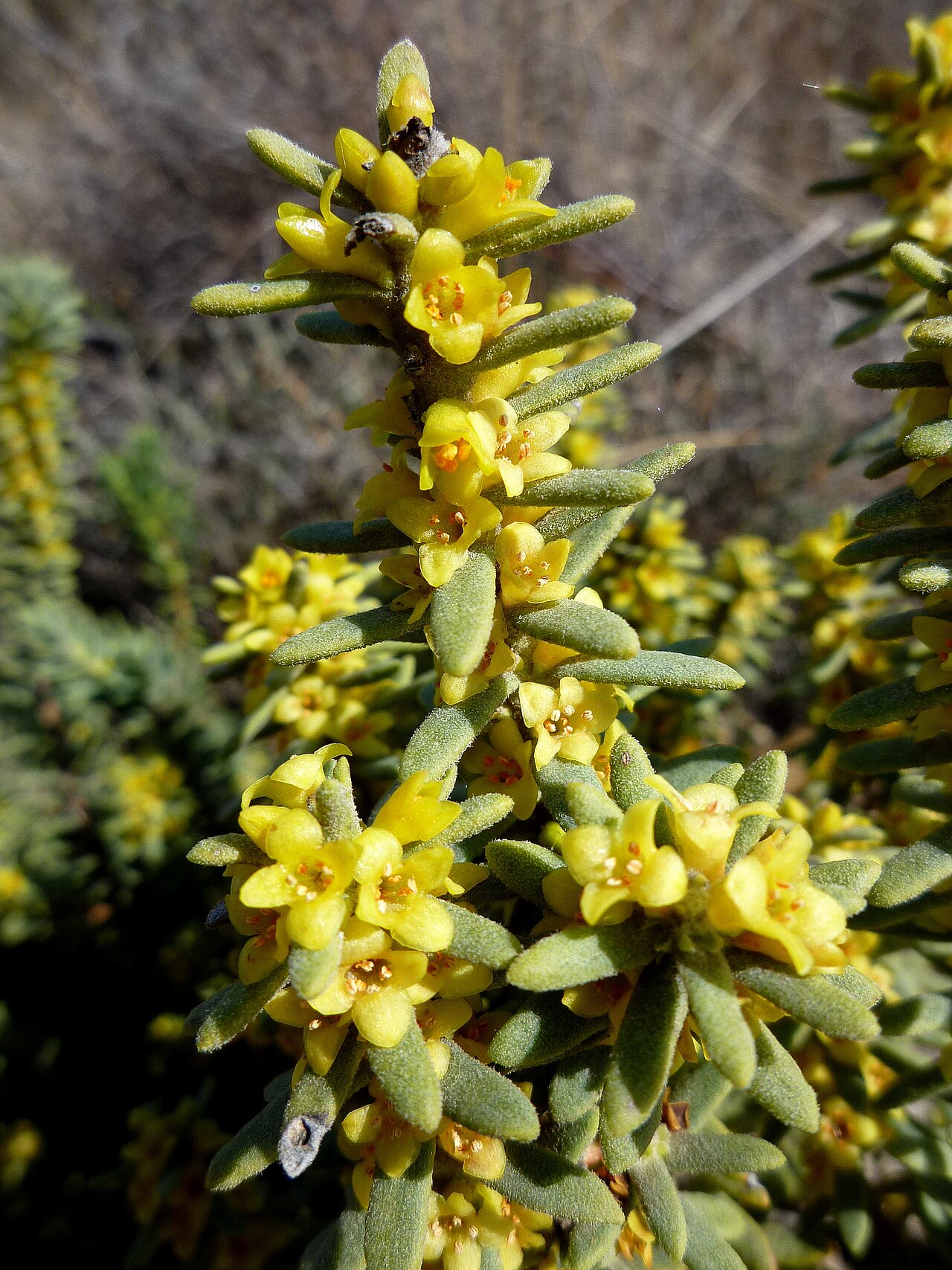 Thymelaea tinctoria: Thymelaea tinctoria . In Pinós (Solsonès - Catalunya). To 570 m. altitude