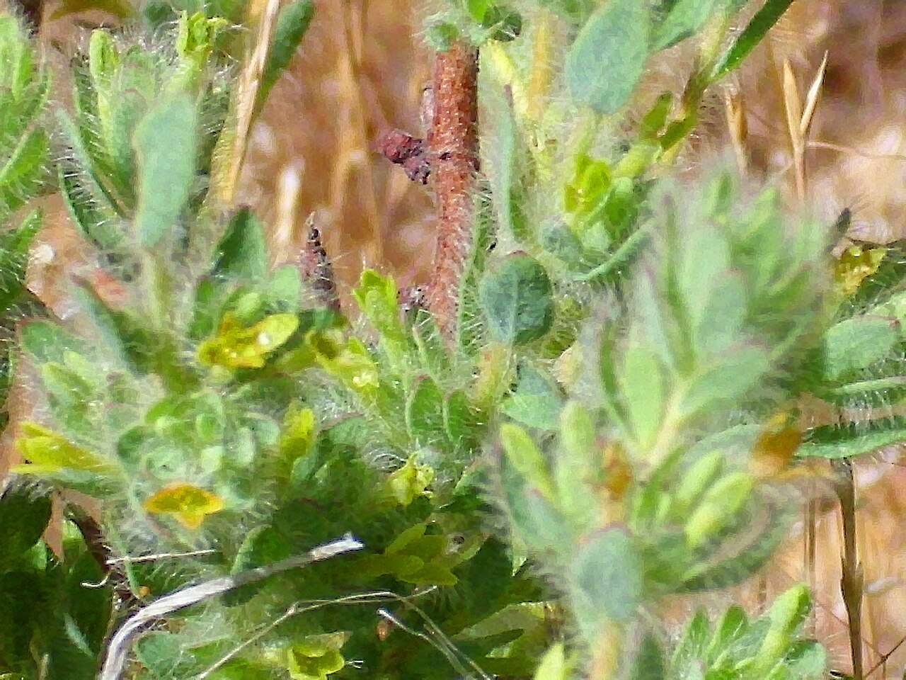 Thymelaea villosa: Thymelaea villosa flowers, Sierra Madrona , Spain