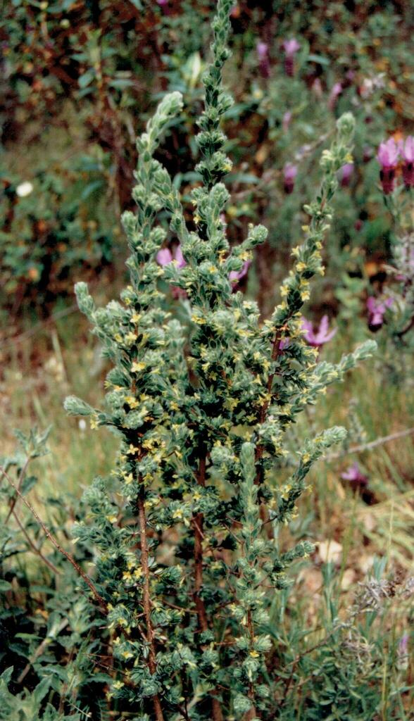 Thymelaea villosa (Thymelaea villosa)