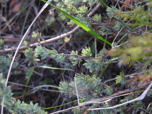 Thymelaea villosa (Thymelaea villosa)