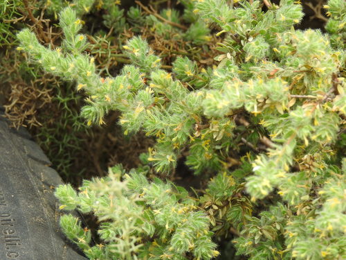 Thymelaea villosa (Thymelaea villosa)