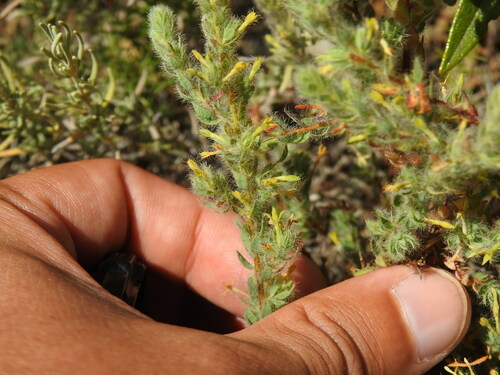 Thymelaea villosa (Thymelaea villosa)