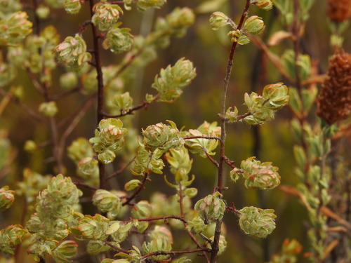 Thymelaea villosa (Thymelaea villosa)
