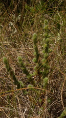 Thymelaea villosa (Thymelaea villosa)
