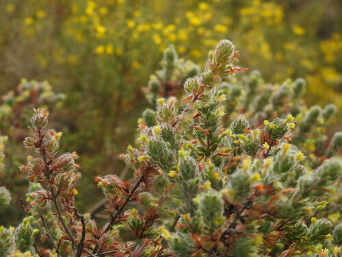 Thymelaea villosa (Thymelaea villosa)