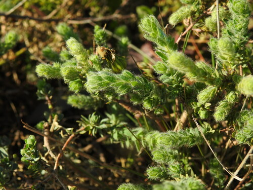 Thymelaea villosa (Thymelaea villosa)
