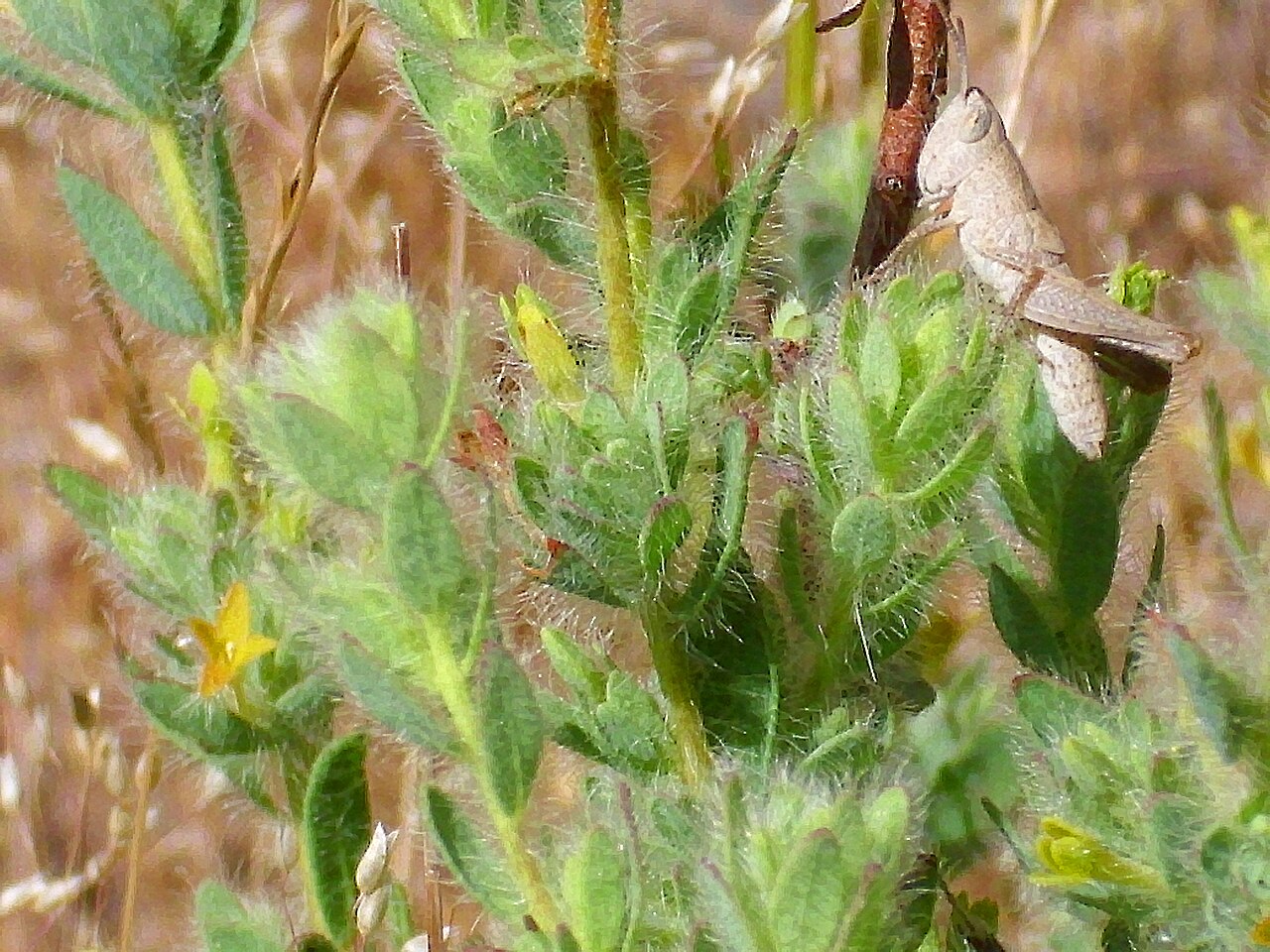 Thymelaea villosa: Thymelaea villosa close up, Sierra Madrona , Spain