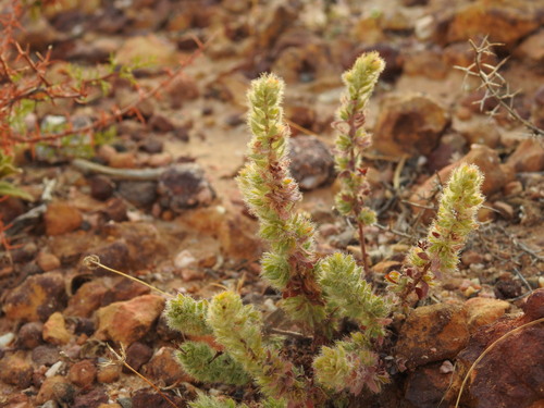 Thymelaea villosa (Thymelaea villosa)
