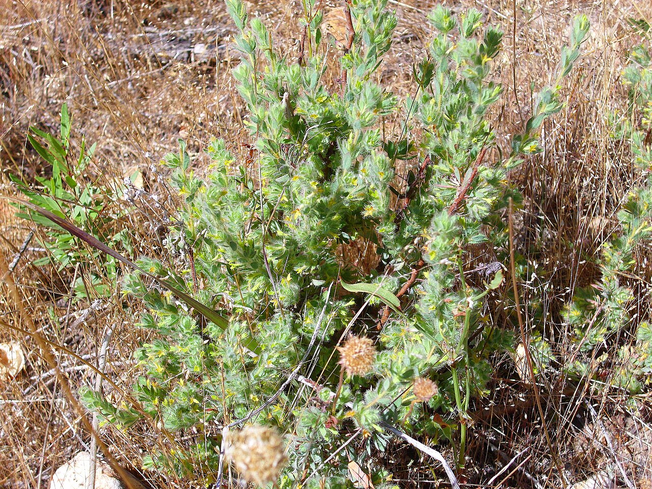 Thymelaea villosa: Thymelaea villosa habit, Sierra Madrona , Spain