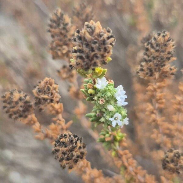 Thymus carnosus (Thymus carnosus)