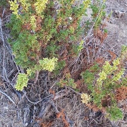 Thymus carnosus (Thymus carnosus)