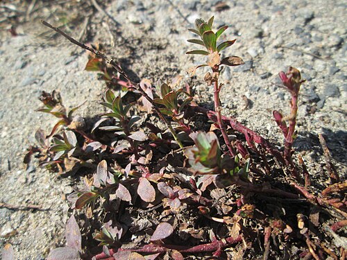 Large thyme: Breitblättriger Thymian ( Thymus pulegioides ) auf Steinplatten am Rheinufer beim Strandbad im Waldpark Mannheim
