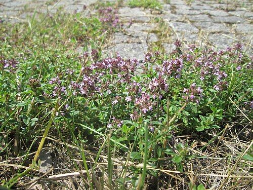 Large thyme: Ritzenbotanik: Breitblättriger Thymian ( Thymus pulegioides ) auf Kopfsteinpflaster an der A 620 in Alt-Saarbrücken