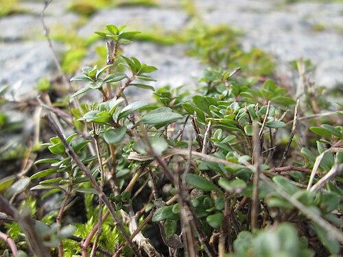 Large thyme: Breitblättriger Thymian ( Thymus pulegioides ) an der A 620 in Alt-Saarbrücken