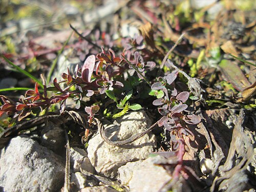 Large thyme: Breitblättriger Thymian ( Thymus pulegioides ) in der Schwetzinger Hardt