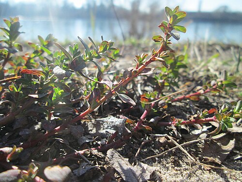 Large thyme: Breitblättriger Thymian ( Thymus pulegioides ) am Rheinufer beim Strandbad im Waldpark Mannheim
