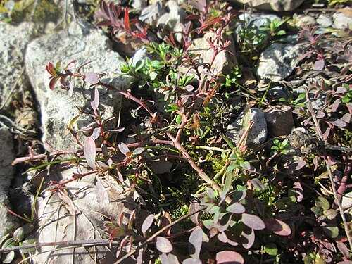 Large thyme: Breitblättriger Thymian ( Thymus pulegioides ) in der Schwetzinger Hardt