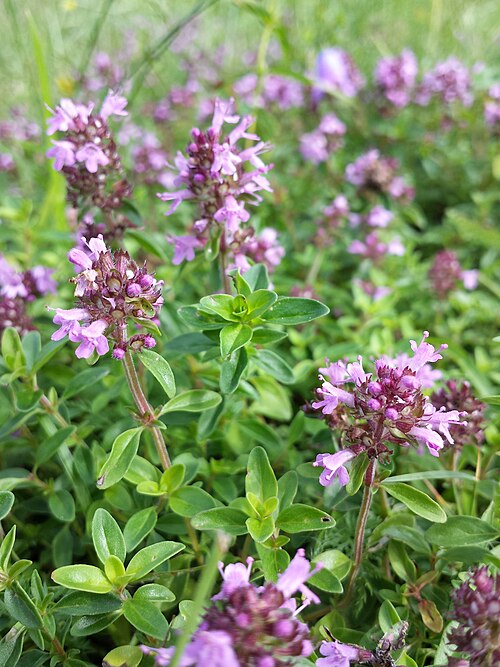Large thyme: Habitus (individual with androgynous flowers) Taxonym: Thymus pulegioides subsp. pulegioides ss Fischer et al. EfÖLS 2008 ISBN 978-3-85474-187-9 Location: near