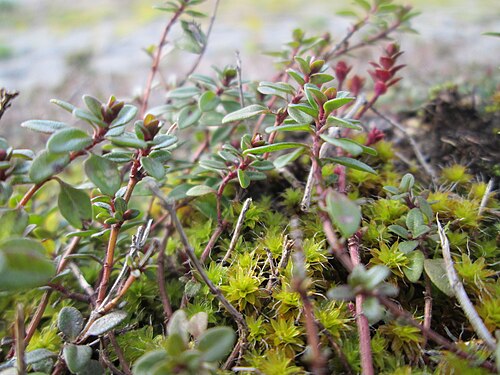 Large thyme: Ritzenbotanik: Breitblättriger Thymian ( Thymus pulegioides ) an der A 620 in Alt-Saarbrücken