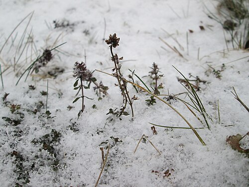 Large thyme: Breitblättriger Thymian ( Thymus pulegioides ) an der A620 in Alt-Saarbrücken bei Neuschnee am 2. März 2018