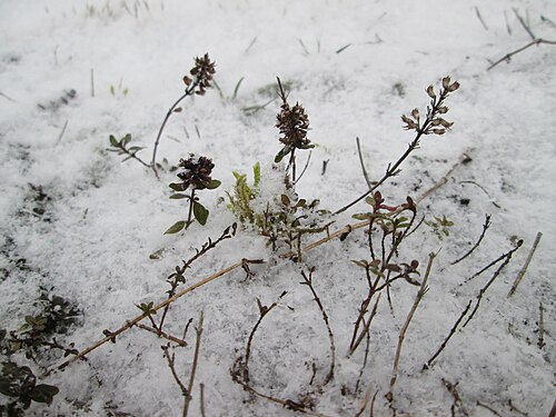 Large thyme: Breitblättriger Thymian ( Thymus pulegioides ) an der A620 in Alt-Saarbrücken bei Neuschnee am 2. März 2018