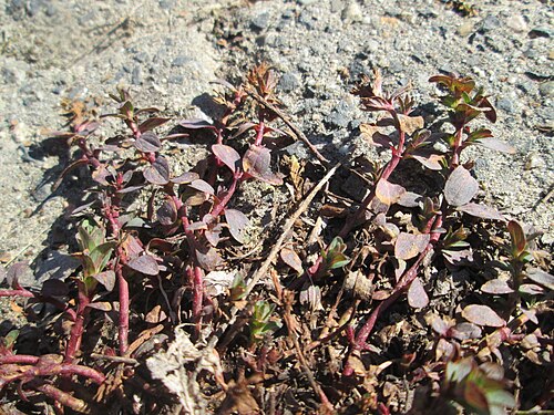 Large thyme: Breitblättriger Thymian ( Thymus pulegioides ) auf Steinplatten am Rheinufer beim Strandbad im Waldpark Mannheim