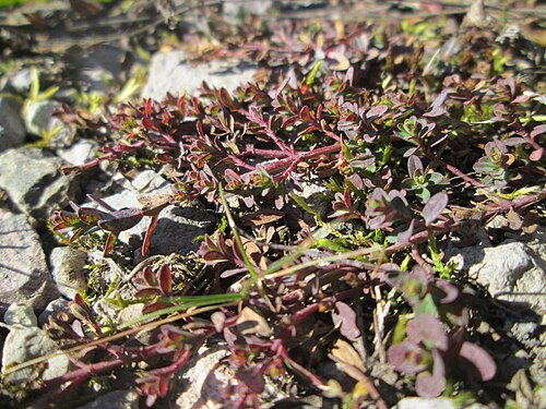Large thyme: Breitblättriger Thymian ( Thymus pulegioides ) in der Schwetzinger Hardt