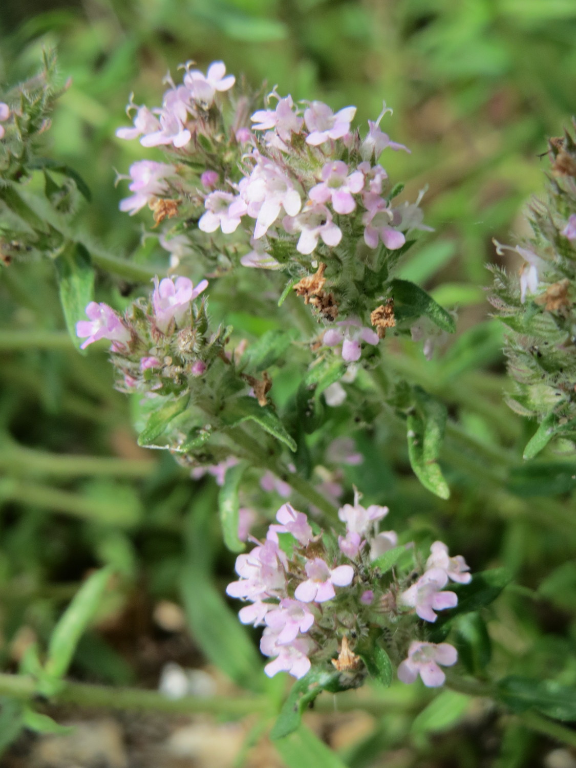 Breckland thyme: Sand-Thymian ( Thymus serpyllum ) am Stadtrand von Hockenheim