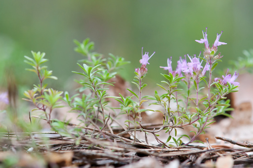 Breckland thyme (Thymus serpyllum)