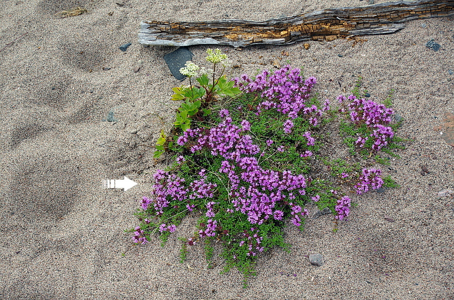 Breckland thyme (Thymus serpyllum)