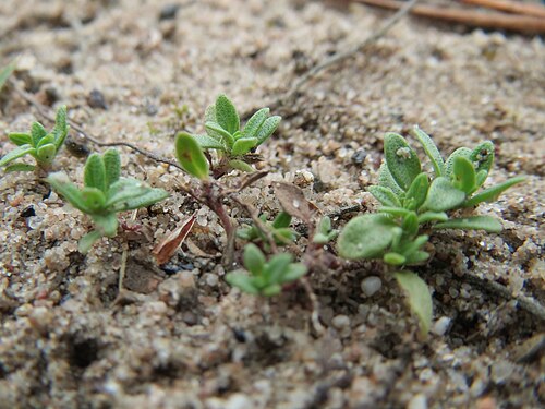 Breckland thyme: Sand-Thymian ( Thymus serpyllum ) im Naturschutzgebiet Hirschacker und Dossenwald