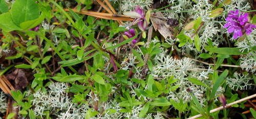 Breckland thyme (Thymus serpyllum)