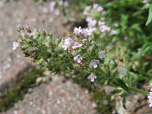 Breckland thyme: Sand-Thymian ( Thymus serpyllum ) am Stadtrand von Hockenheim