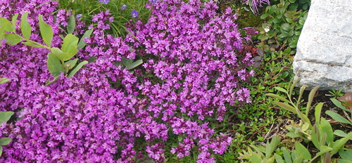 Breckland thyme (Thymus serpyllum)