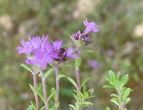 Breckland thyme (Thymus serpyllum)