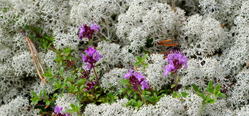 Breckland thyme (Thymus serpyllum)