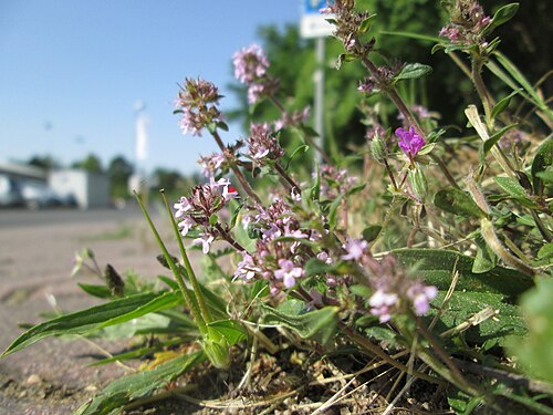 Breckland thyme: Sand-Thymian ( Thymus serpyllum ) am Nordring in Hockenheim