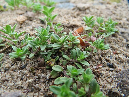 Breckland thyme: Sand-Thymian ( Thymus serpyllum ) im Naturschutzgebiet Hirschacker und Dossenwald