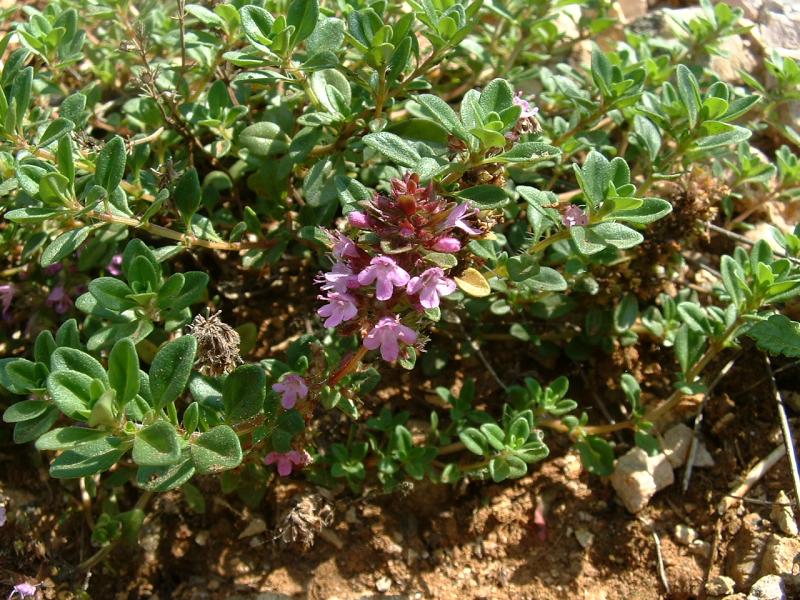 Breckland thyme (Thymus serpyllum)