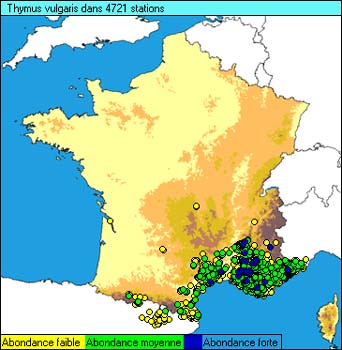 Garden thyme: Garden Thyme ( Thymus vulgaris ), Map of France, a photography originating of the internet site http://sophy.u-3mrs.fr/ . The accord of the autor, H. Brisse, is