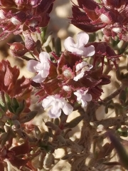 Garden thyme