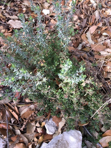 Garden thyme (Thymus vulgaris)