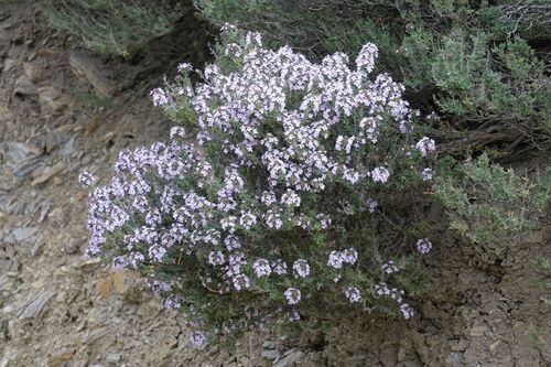 Garden thyme (Thymus vulgaris)