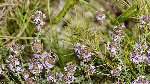 Garden thyme: Eristalinus aeneus on Thymus vulgaris (Common thyme).