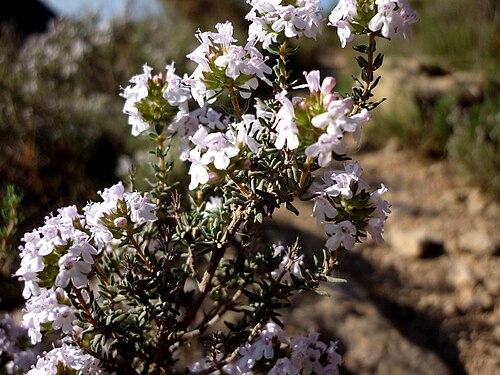 Garden thyme: Thymus vulgaris . In Torà (Segarra-Catalunya). To 490 m. altitude