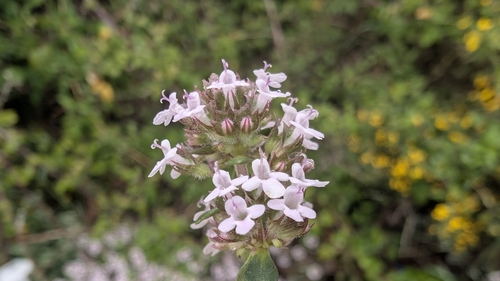 Garden thyme (Thymus vulgaris)