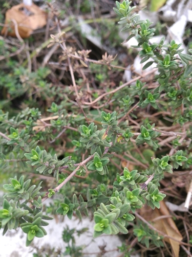 Garden thyme (Thymus vulgaris)