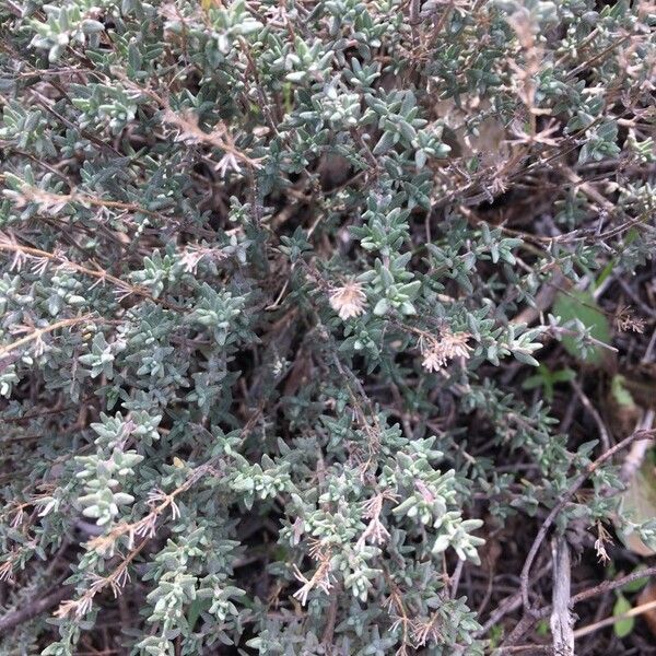 Garden thyme (Thymus vulgaris)