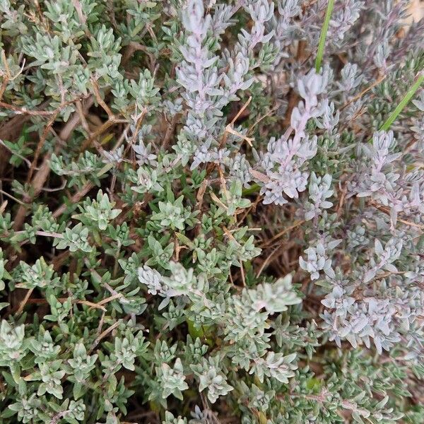 Garden thyme (Thymus vulgaris)
